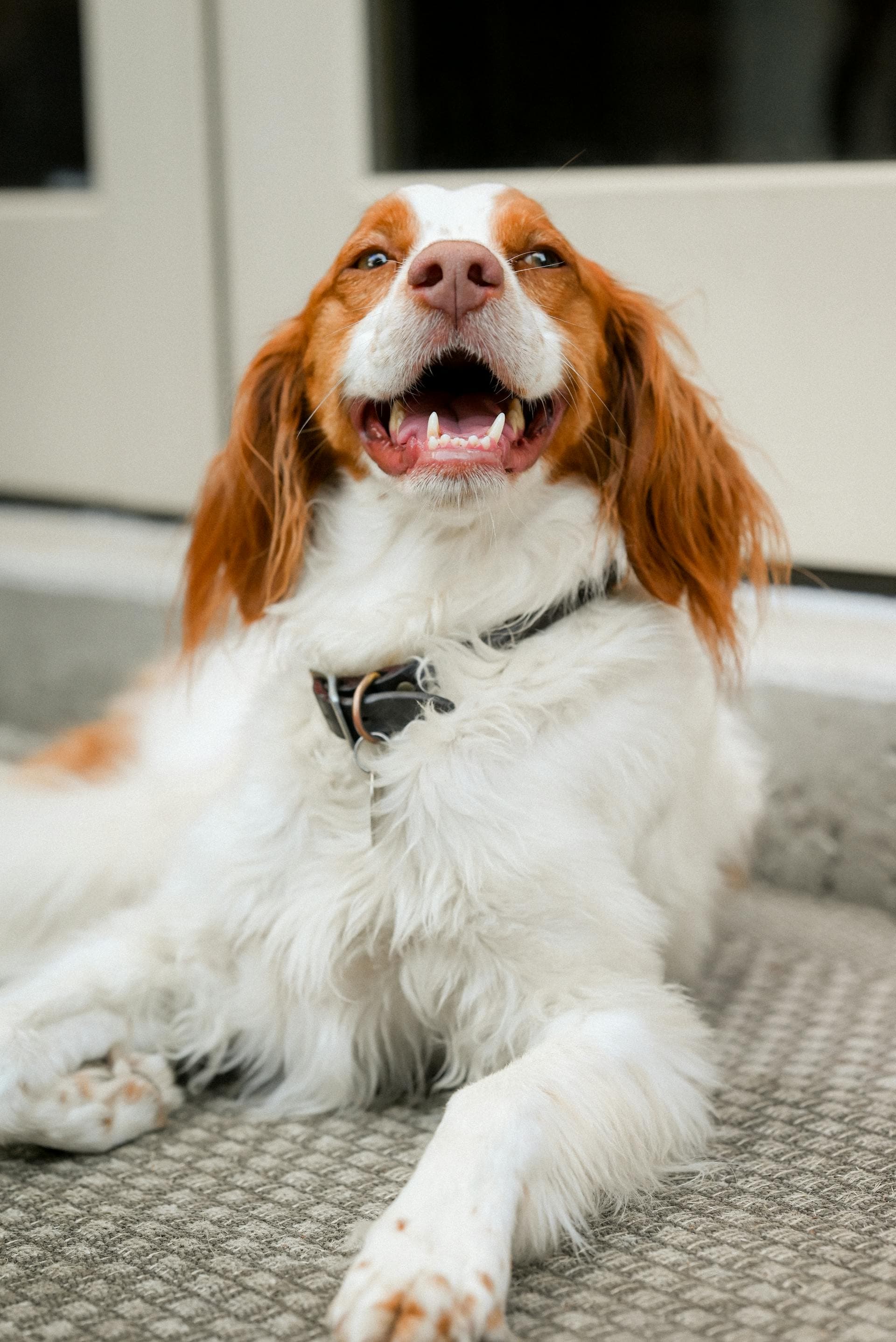 Dog patient receiving a Polytecks point-of-care measurement